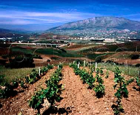 Vineyards near Alcamo with Monte Inici beyond   Trapani province Sicily DOCs Alcamo and Marsala