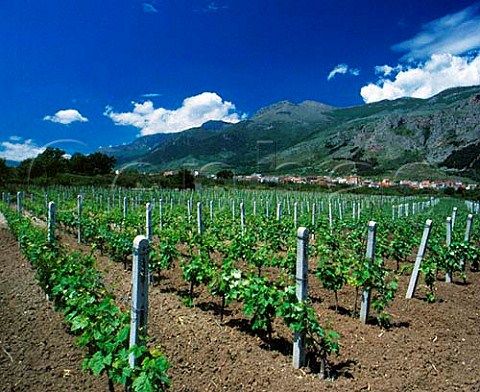 Vineyards at Frascineto below Monte Pollino Calabria Italy DOC Pollino