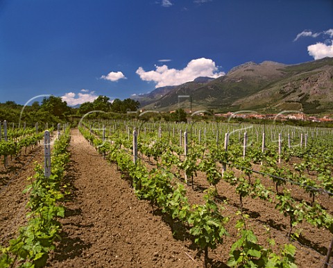 Vineyards below Monte Pollino at Frascineto Calabria Italy Pollino