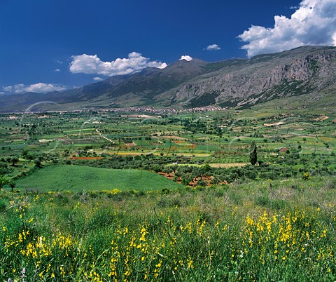 Vineyards and olive groves at Frascineto with Monte Pollino beyond   Calabria Italy  Pollino