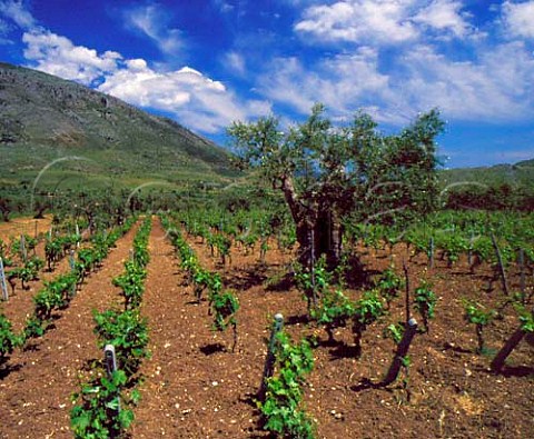 Vineyard at the foot of Monte Pollino Frascineto   Calabria Italy DOC Pollino