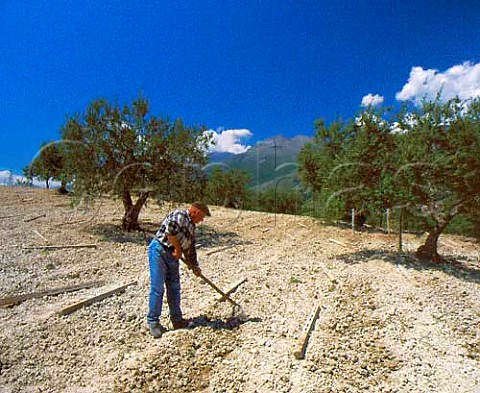Preparing the soil for vines amidst the olive trees   Frascineto Calabria Italy DOC Pollino