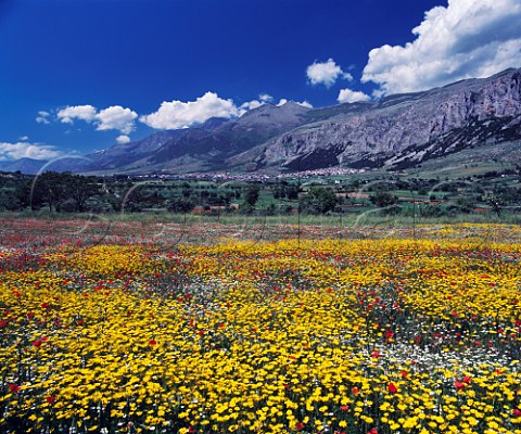 Spring flowers on the slopes above Frascineto with Monte Pollino beyond Calabria Italy DOC Pollino