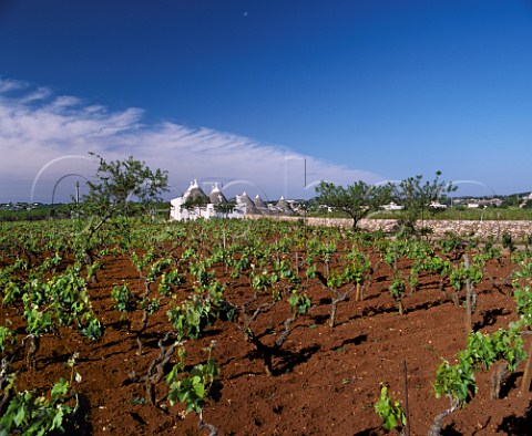 Trulli and vineyard near Martina Franca Puglia   Italy DOC Martina Franca