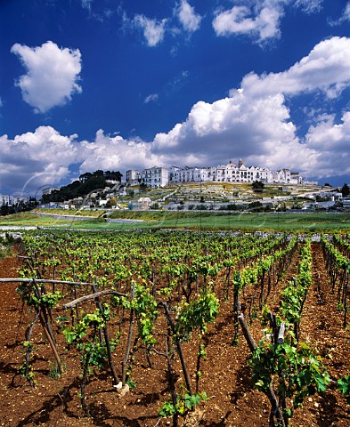 The wine town of Locorotondo viewed over vineyard     Puglia Italy