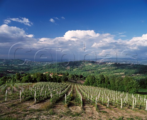 Vineyards near Montefalcione Campania Italy Taurasi and Fiano di Avellino