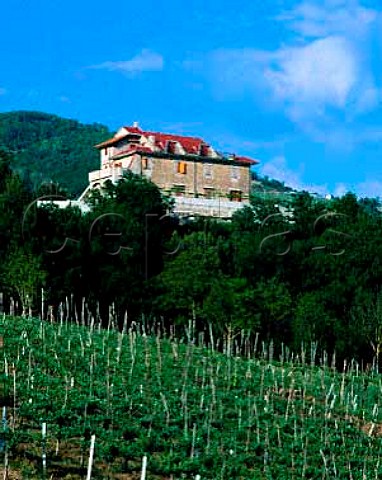 Vineyard near Tufo Campania Italy DOC Greco di   Tufo