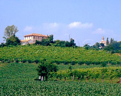 Vineyards near Conegliano Veneto Italy Prosecco   di ConeglianoValdobbiadene