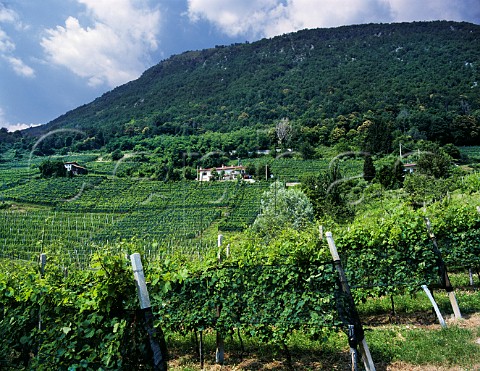 Vineyards on the hillside above Attimis Friuli Italy Colli Orientali del Friuli