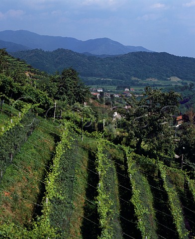 Vineyards on the hillsides above Attimis Friuli   Italy Colli Orientali del Friuli