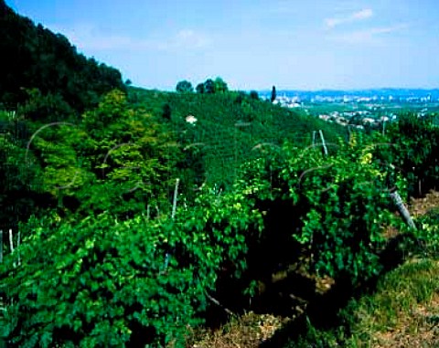 Vineyards in the hills above Farra di Soligo   Veneto Italy Prosecco di ConeglianoValdobbiadene