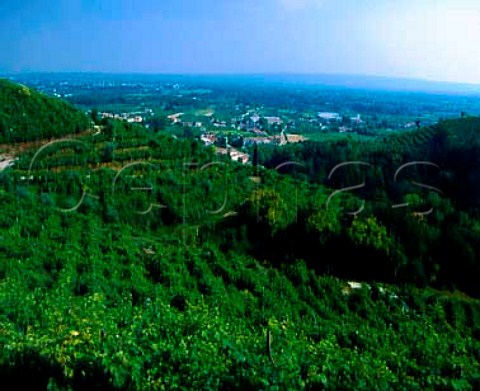 Vineyards on the hills above Farra di Soligo   Veneto Italy Prosecco di ConeglianoValdobbiadene