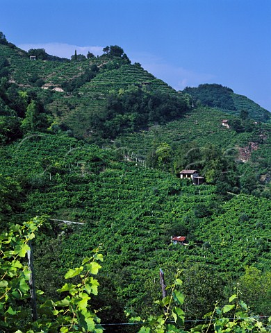 Terraced vineyards in the hills above Farra di Soligo Veneto Italy Prosecco di ConeglianoValdobbiadene