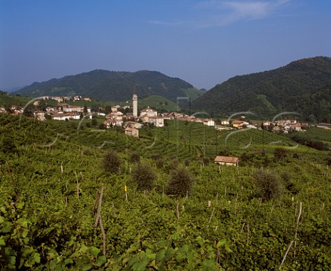Vineyards around village of Guia Veneto Italy   Prosecco di ConeglianoValdobbiadene