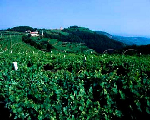 Vineyards near Castelcerino Veneto Italy   DOC   Soave Classico