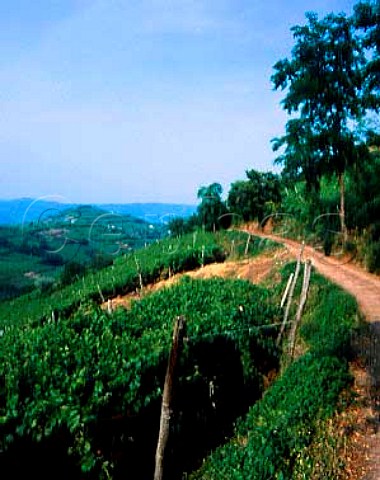 View from vineyards near Fitta to Monte Castellaro   one of the top vineyard sites of Soave Veneto   Italy  DOC Soave Classico