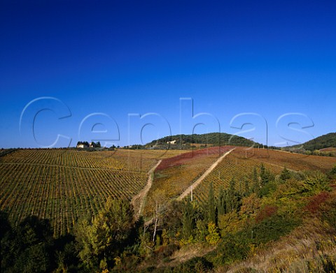 The Tignanello vineyard with the Solaia vineyard at its centre on the Antinori Santa Cristina estate Mercatale Val di Pesa Tuscany Italy