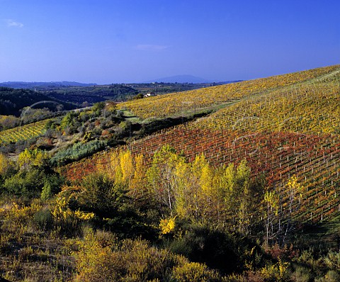 Autumnal vineyards on the Antinori Santa Cristina estate Mercatale Val di Pesa Tuscany Italy   Chianti Classico
