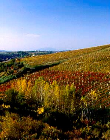 Vineyards on the Antinori Santa Cristina estate at Mercatale Val di Pesa Tuscany Italy Chianti Classico