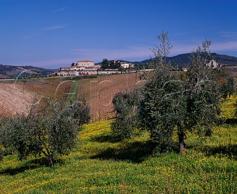 Olive grove and vineyard at Rocca di Castagnoli Castagnoli Tuscany Italy    Chianti Classico