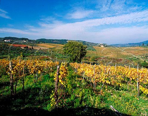 Vineyard above Montefiorale near Greve in Chianti   Tuscany Italy Chianti Classico