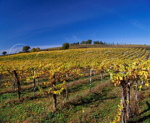 Vineyard of Montevertine Radda in Chianti  Tuscany Italy Chianti Classico