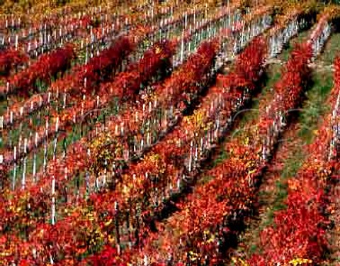 Autumn colours in Vignetti Villanova of Fattoria di   Albola Radda in Chianti Tuscany Italy   Chianti Classico