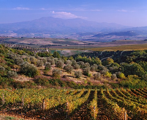 Vineyard of Argiano and olive grove with the 1738m high Monte Amiata in distance Argiano near Montalcino Tuscany Italy Brunello di Montalcino