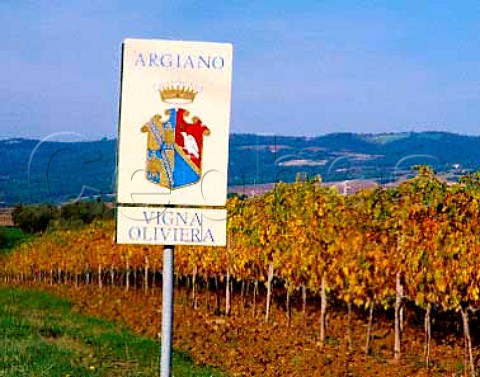 Vigna Oliviera of Argiano Argiano near Montalcino   Tuscany Italy Brunello di Montalcino