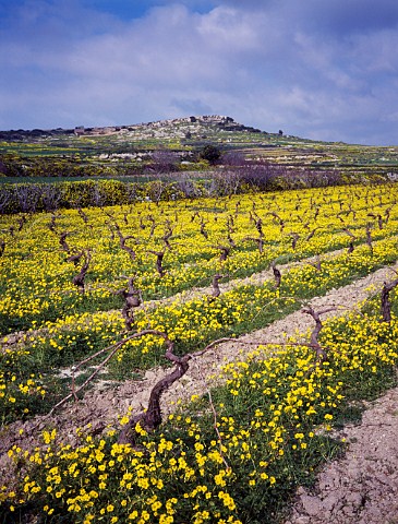 Early spring flowers in well tended vineyard Near Saint Pauls Bay Malta