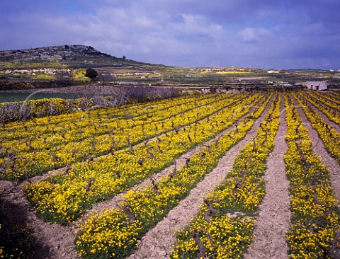 Early spring flowers in well tended vineyard Saint Pauls Bay Malta