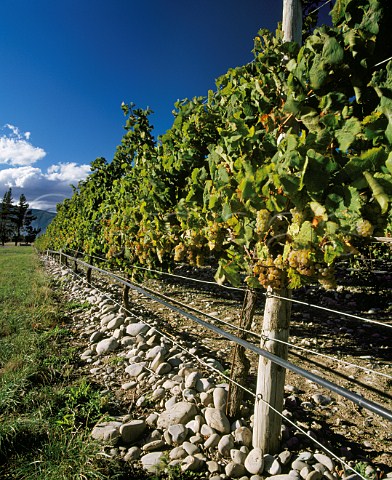 Ripe Riesling grapes in Stoneleigh   Vineyard Marlborough New Zealand