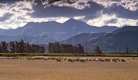 Sheep and vineyard in the Wairau Valley at Blenheim  with the Richmond Ranges in distance Marlborough New Zealand