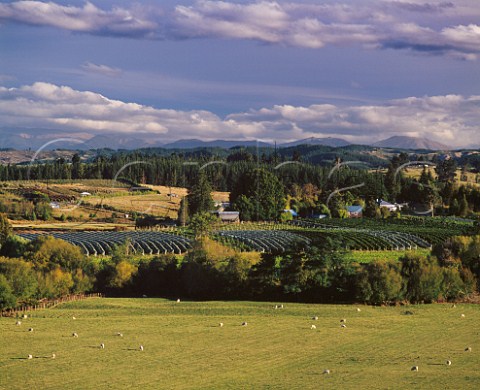 Neudorf Vineyards in the Moutere Valley   at Upper Moutere Nelson New Zealand