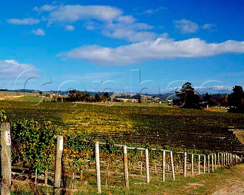 Vineyards of Weingut Seifried in the Redwood Valley   Nelson New Zealand