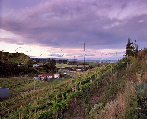 Esk Valley vineyard with Hawke Bay in distance Napier New Zealand Hawkes Bay