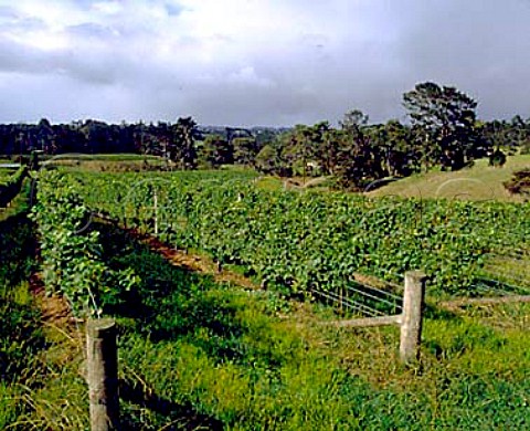 Vineyards of Babich Wines at Henderson near   Auckland NZ  North Island