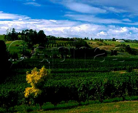 Vineyards of Babich Wines at Henderson near   Auckland NZ  North Island
