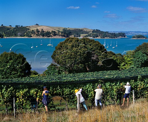 Picking Cabernet Sauvignon grapes in vineyard of Goldwater Estate Waiheke Island Auckland New Zealand 