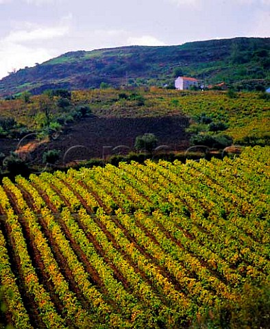Vineyard at Arruda Estremadura Portugal
