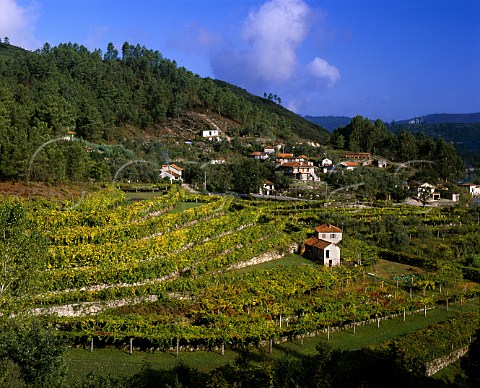 Vineyards near Amarante Minho Portugal     Vinho Verde