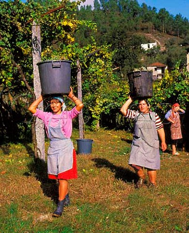Women carrying dustbins full of harvested grapes on   their heads   Amarante Minho Portugal Vinho   Verde