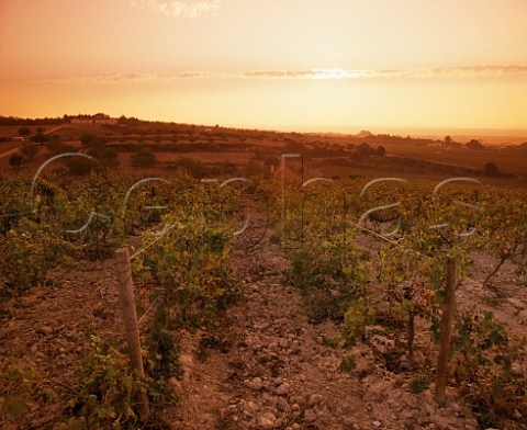 Moscatel vines in the Serra da Ursa vineyard of Bacalha Vinhos Azeitao Portugal  Moscatel de Setubal