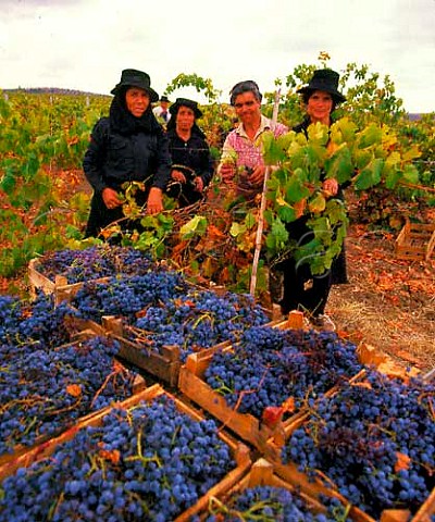 Women picking grapes in vineyard at Ferreira   BaixoAlentejo Portugal