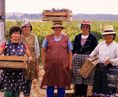 Grape pickers in vineyard at Ferreira BaixoAlentejo Portugal