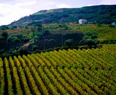 Well tended vineyard near Arruda Estremadura   Portugal  Arruda IPR