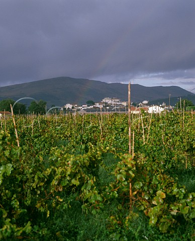 Rainbow over vineyard at Bucelas   Portugal  Estremadura