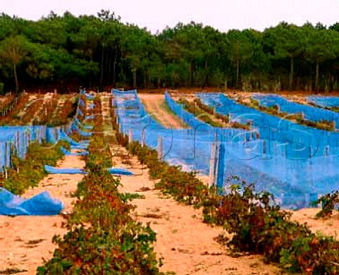Ramisco vines on the coastal sand dune at   Azenhas do Mar  the netting gives protection against   the wind   Portugal     Colares