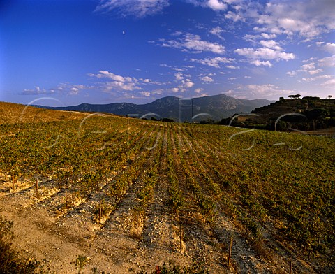 Chardonnay vines in the Cova da Ursa vineyard of   Bacalha Vinhos Azeitao Portugal   Terras do Sado