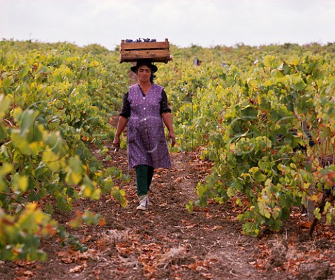 Woman carrying box of harvested grapes on her head    in vineyard near Ferreira BaixoAlentejo Portugal